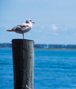 Photo of seagull