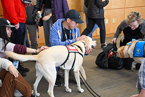 Students gather around a labrador retriever therapy dog. The dog looks happy with its tail wagging as several students pet its head and back. Another nearby dog sniffs a students backpack.